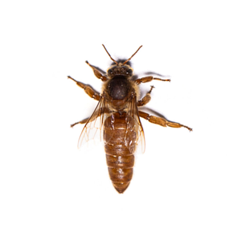 Queen Bees – C.F. Koehnen and Sons, Inc.