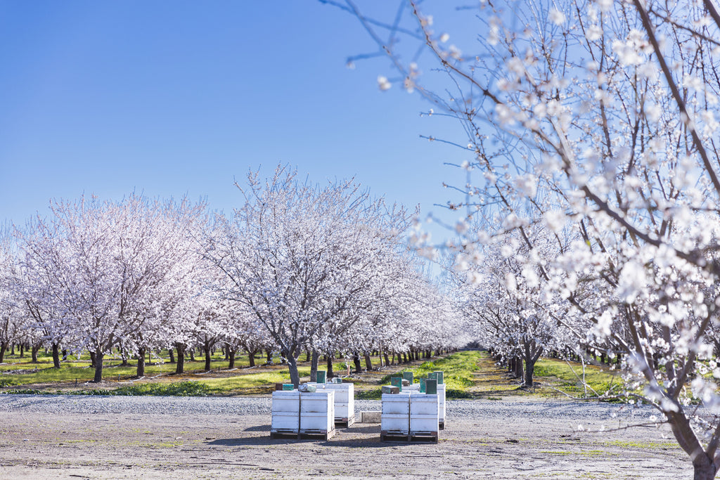 Ensuring Hive Health: Queen Bee Pest Treatments Demystified