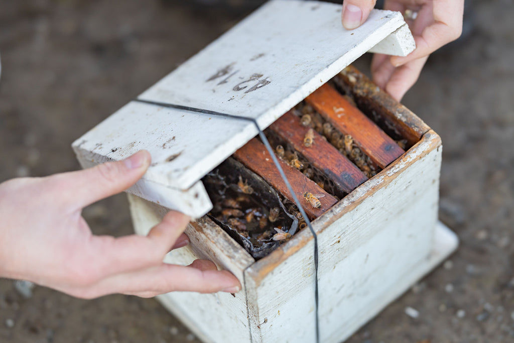 The Process: Nucs, Shaking, Caging, Packaging