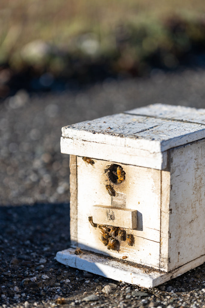 The Art of Properly Feeding Bees