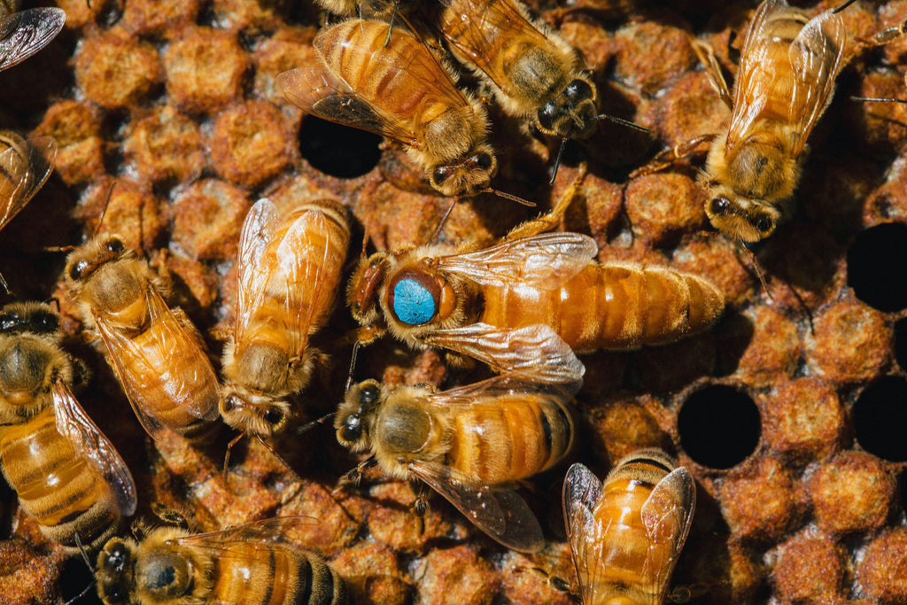Bee Availability, Ordering, and Policy – C.F. Koehnen and Sons, Inc.